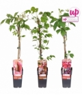 Parthenocissus