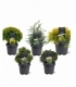 conifers