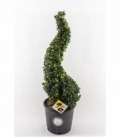 Ilex