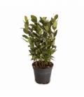 Laurus