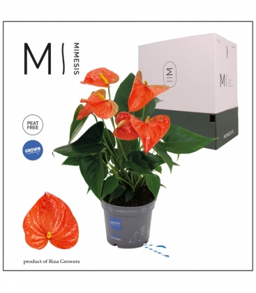 Anthurium