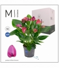 Anthurium