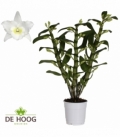 Dendr.