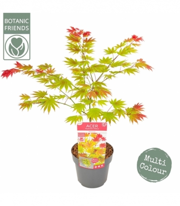 Acer