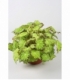 Begonia