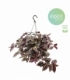Tradescantia