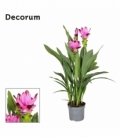 Curcuma