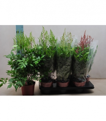 Astilbe