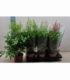 Astilbe