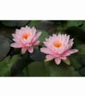 Nymphaea
