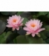 Nymphaea