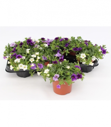 Calibrachoa