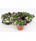 Calibrachoa