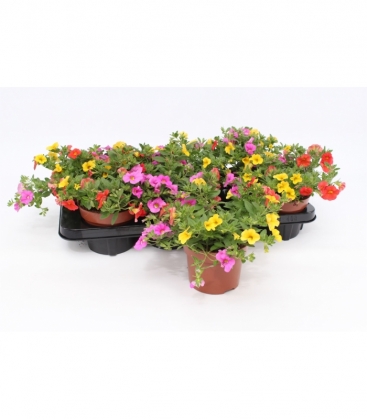 Calibrachoa