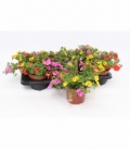 Calibrachoa