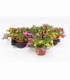 Calibrachoa