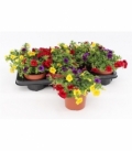 Calibrachoa