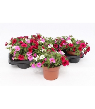 Calibrachoa