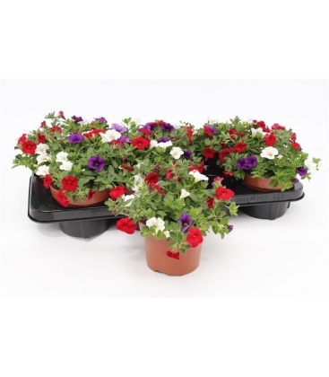 Calibrachoa