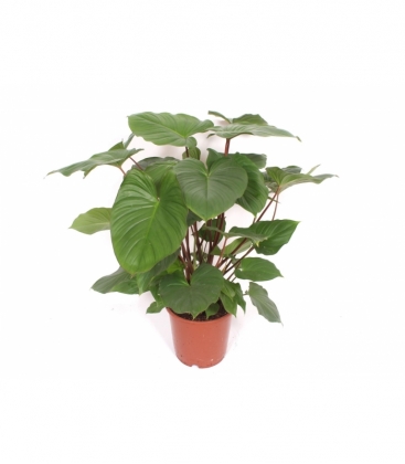 Homalomena