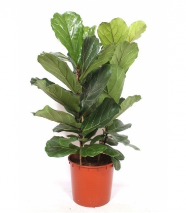 Ficus