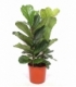 Ficus