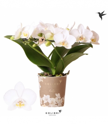 Phalaenopsis