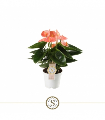 Anthurium