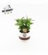 Coffea