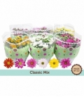 Chrysanthemum