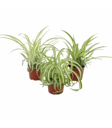 Chlorophytum