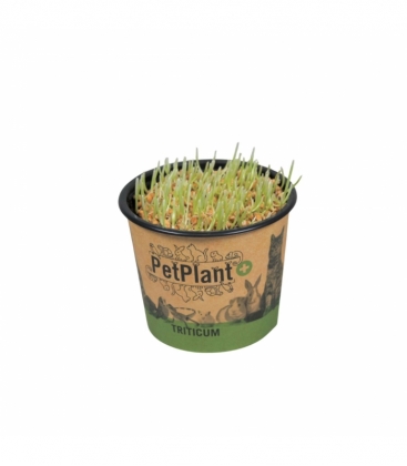 Hordeum