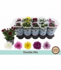 Chrysanthemum