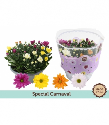 Chrysanthemum