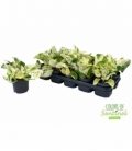 Epipremnum
