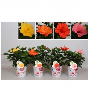 Hibiscus