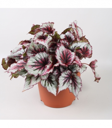 Begonia