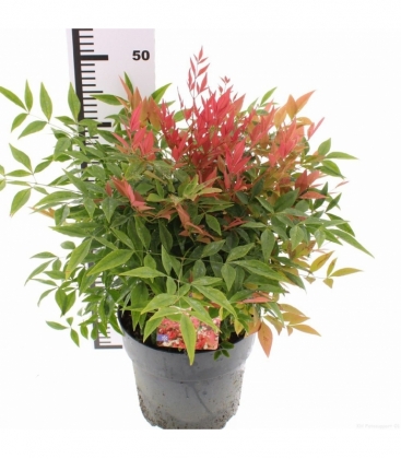 Nandina