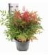Nandina
