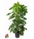 Monstera