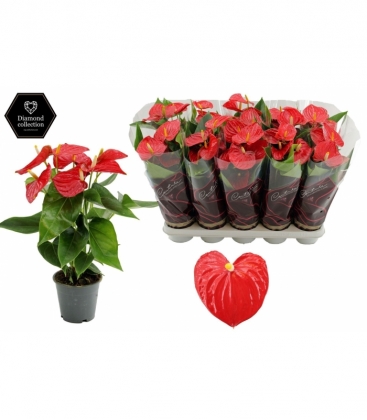 Anthurium