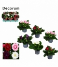 Gloxinia