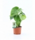 Monstera
