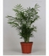Chamaedorea