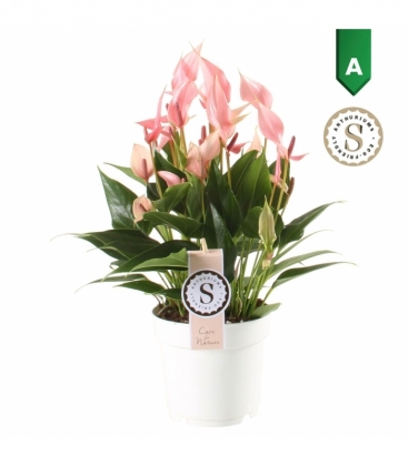 Anthurium