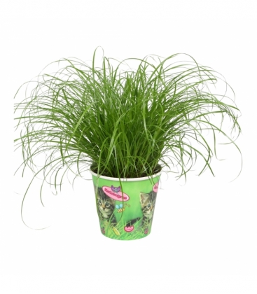 Cyperus