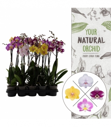 Phalaenopsis