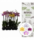 Phalaenopsis