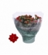 Kalanchoe