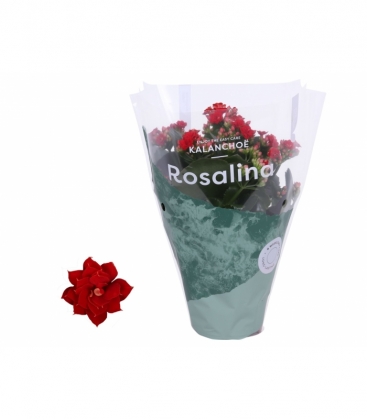 Kalanchoe